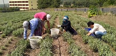 Erzin’de ilk kez yetiştirilen adaçayı bitkisinin hasadı yapıldı