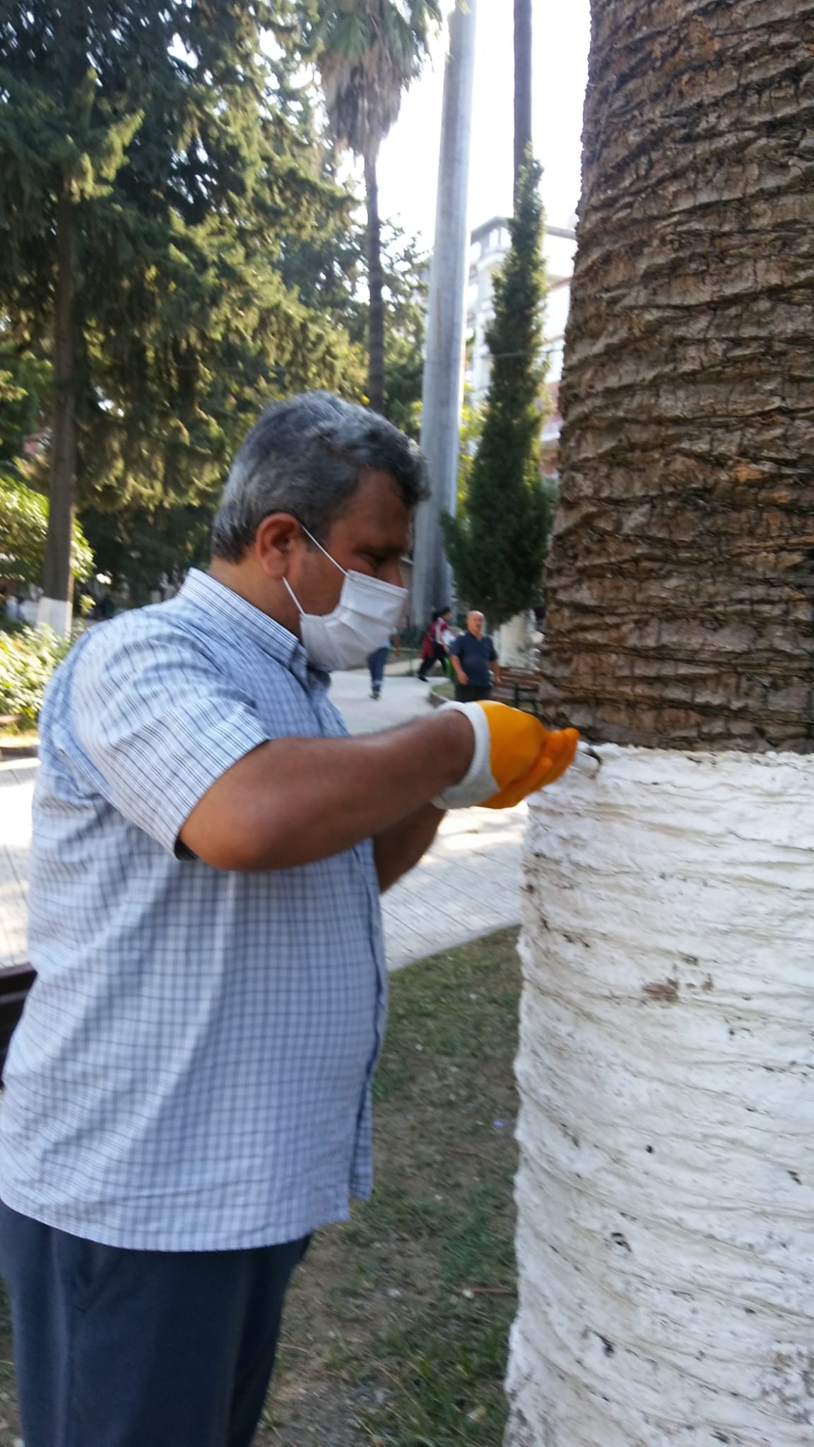 Palmiye ağaçları Antakya Belediyesi’nin koruması altında