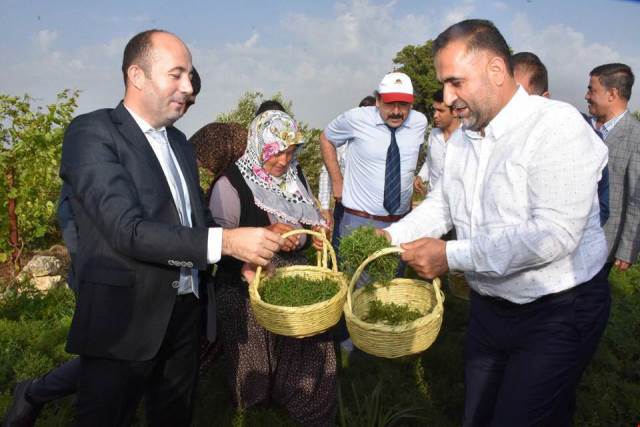 Türkiye de zahter üretiminde dörtüncü sıradayız