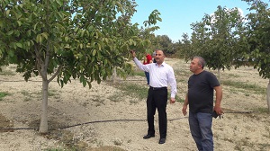 Hatay’da 5 bin dekarlık alanda 2.450 ton ceviz üretiliyor