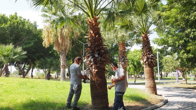 Ağaçların ilaçlama çalışması başladı