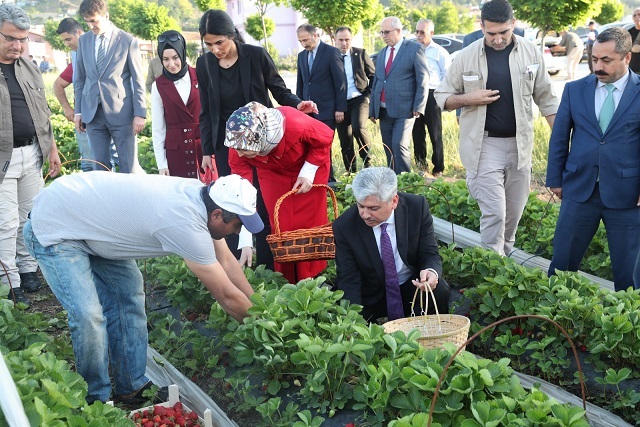 Vali Doğan çilek hasadı yaptı