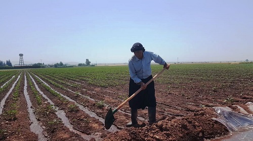 Hatay da sulama sezonu devam ediyor