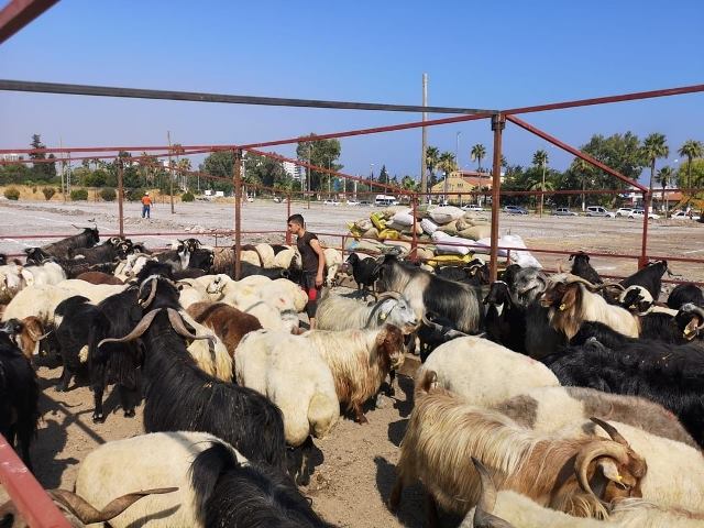 İskenderun da Kurban Satış Alanı belirlendi