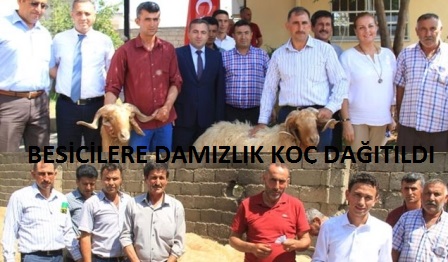 Hassa’da damızlık koç dağıtıldı