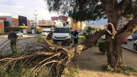 Fırtına ağaçları devirdi